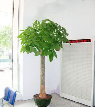 蘇州花卉租賃有什么好處？