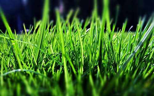 綠色，中國高質量發(fā)展的動人色彩